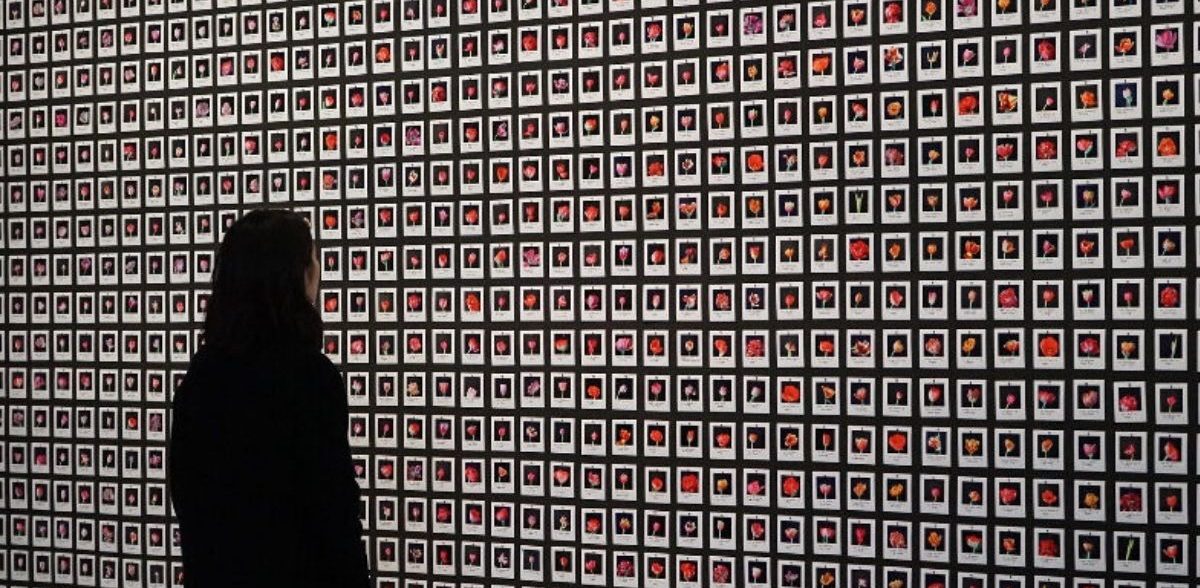 Myriad Tulips 1200x600