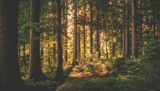 Trees - Raising Environmental Awareness through Performing Arts