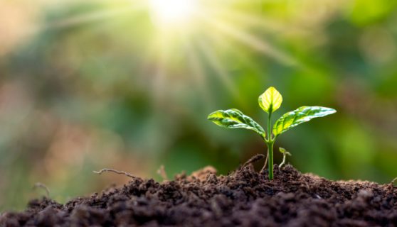 Photo of a young plant in soil with sun shining above