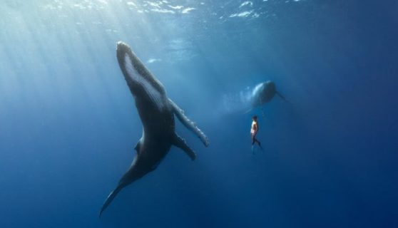 Dances with Whales; image courtesy of Oxytocin Productions