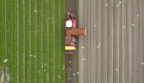 Both And Carrot Harvest Benzies Gairnieston Farm Aberdeenshire Credit Jarek Adamczuk
