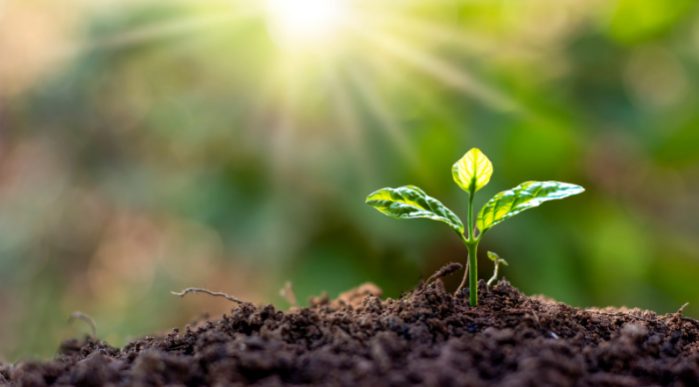 Photo of a young plant in soil with sun shining above