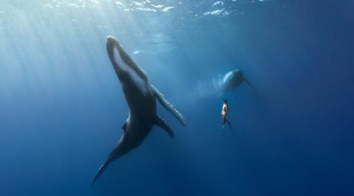Dances with Whales; image courtesy of Oxytocin Productions