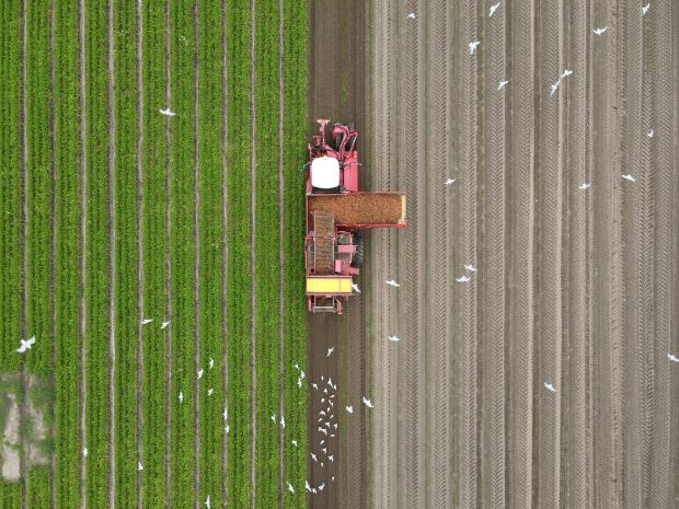 Both And Carrot Harvest Benzies Gairnieston Farm Aberdeenshire Credit Jarek Adamczuk