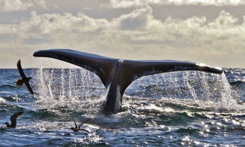 Wild Ireland Crossingthe Line Films 1