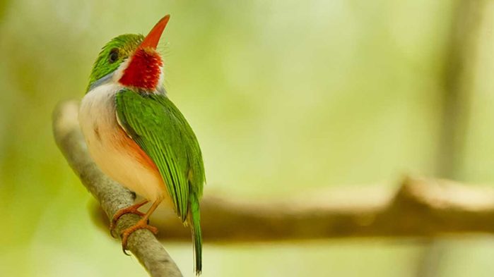 Cuba's Wild Revolution, Crossing the Line Films